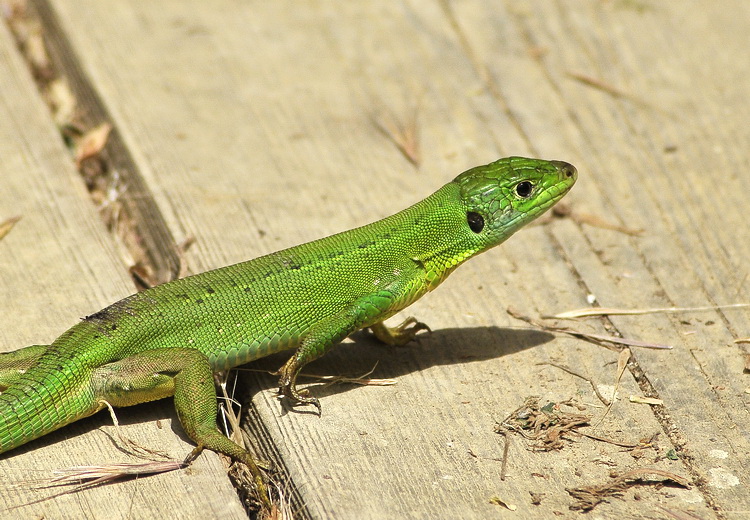 All''improvviso  comparso lui...Lacerta viridis